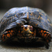 Gert the Turt by alophoto