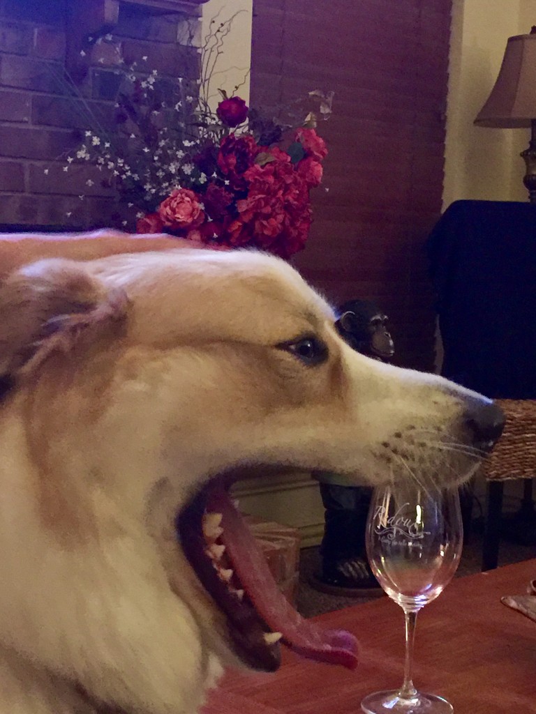 Harley loves his wine by louannwarren