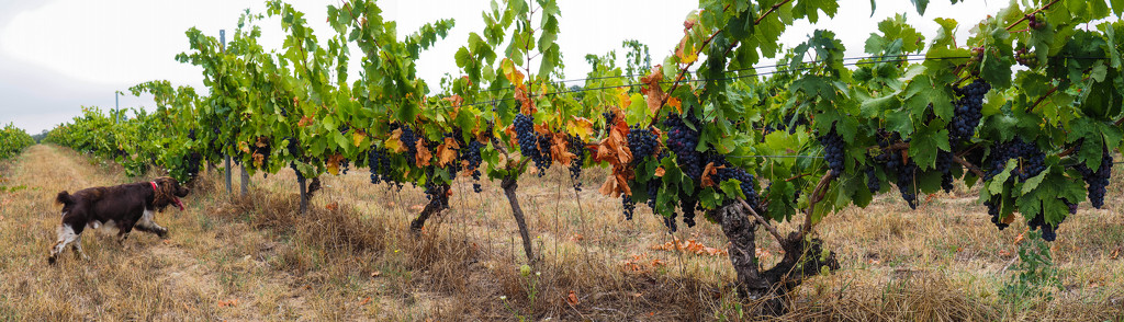 Vineyard panorama by laroque