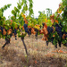 Vineyard panorama by laroque
