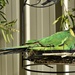 Port Lincoln Ringneck Parrot.._DSC1893 by merrelyn