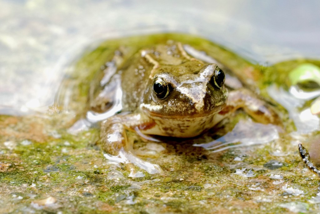 FROG by markp
