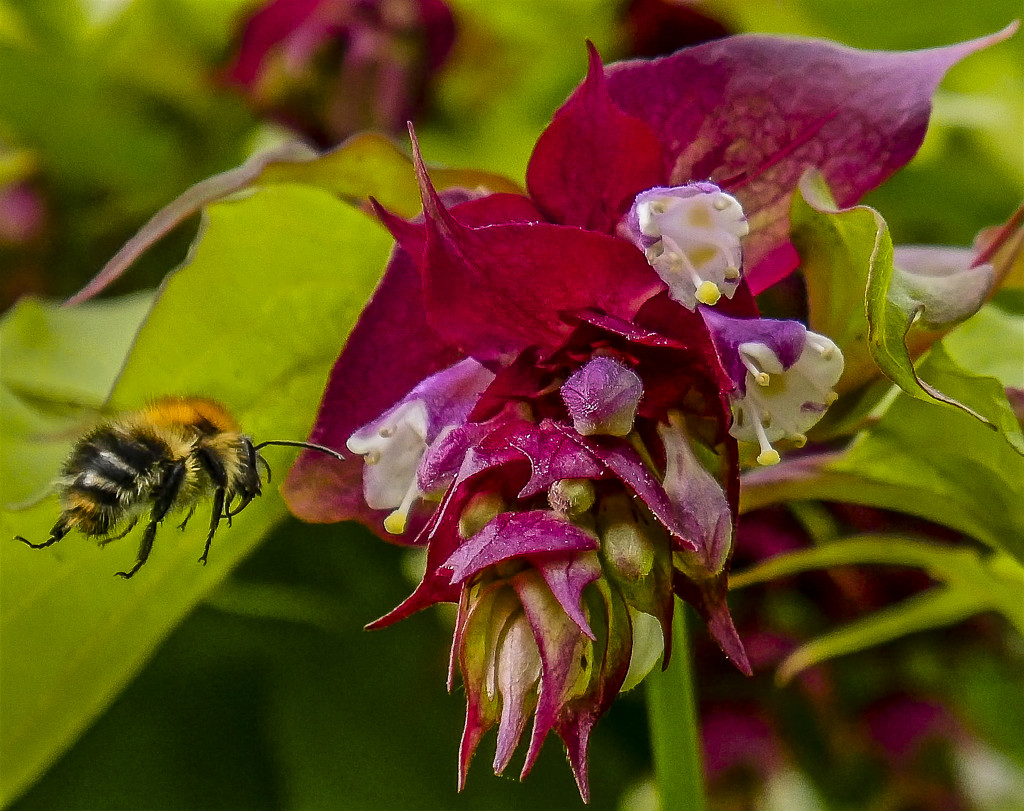 Pollen Hunter. by tonygig