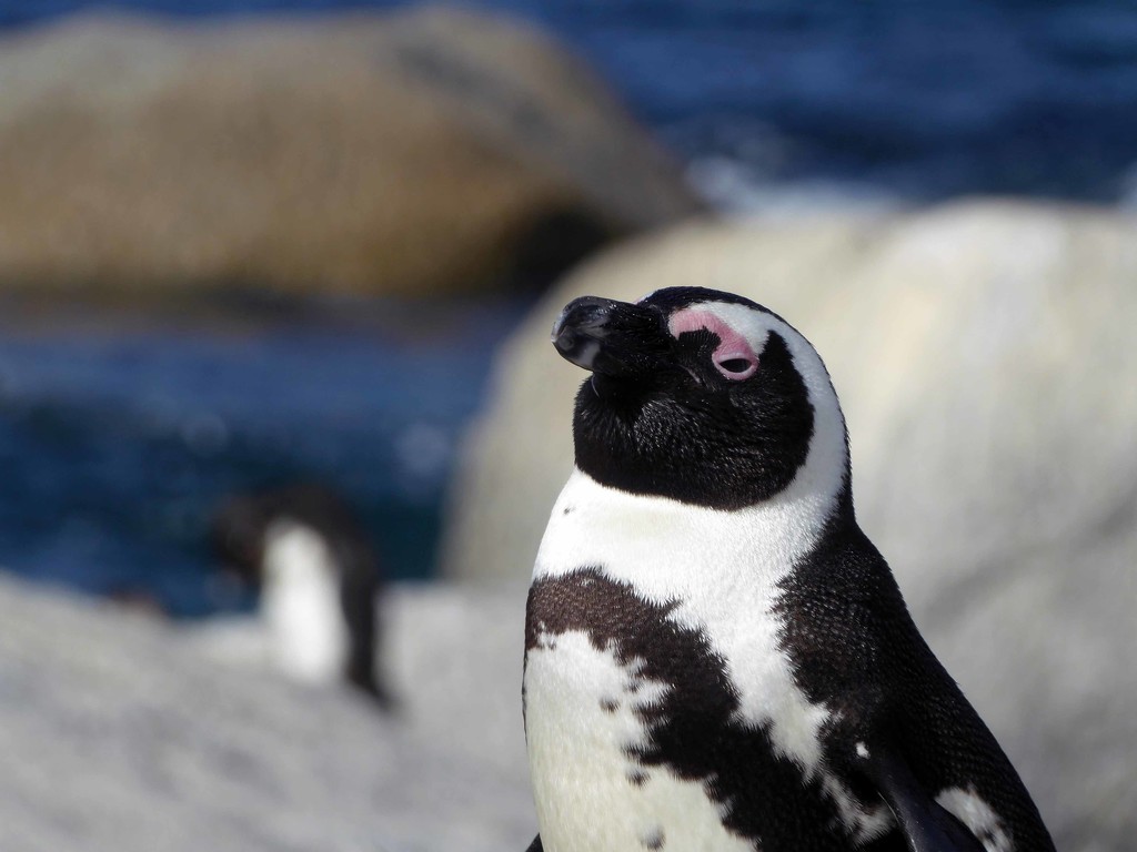 African Penguin by cmp