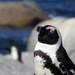 African Penguin by cmp
