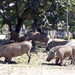 Warthogs by cmp