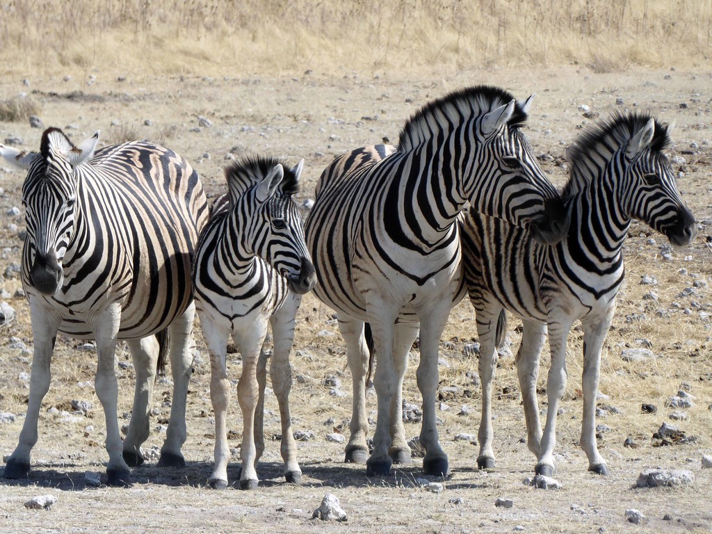 Zebra in Etosha National Park by cmp