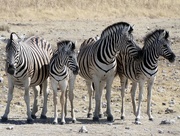 5th Aug 2017 - Zebra in Etosha National Park