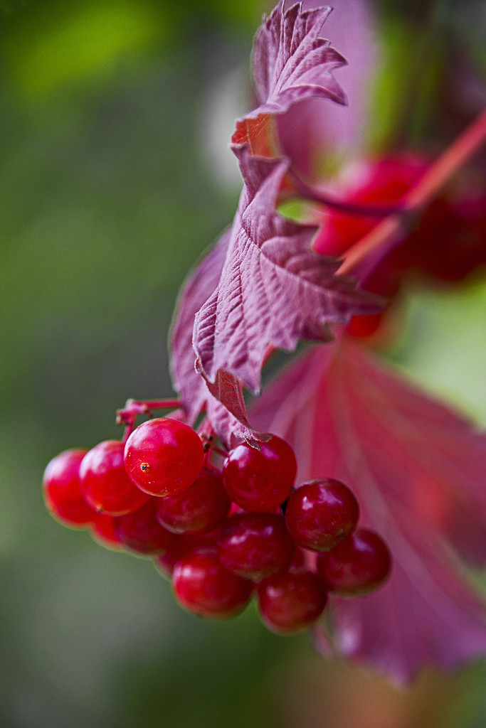 Red Berries by megpicatilly