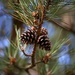 Fruit of the Pine by phil_sandford