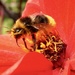 Bee Take Off by carole_sandford