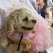 Lily the Dog Wearing Tutu Closeup by sfeldphotos