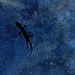 Shadowed Gecko by judyc57