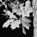 Leafyness by linnypinny