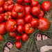 Tomatoes by fiveplustwo