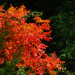 Wow - Fall Must Be On It's Way by milaniet