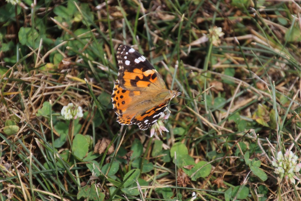 Painted Lady by bjchipman