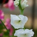 Gladiolus by amyk