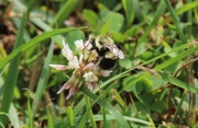 13th Aug 2017 - Bee On Clover
