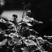 Geraniums in high contrast mono by randystreat