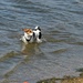 Doggie Paddle. by wendyfrost