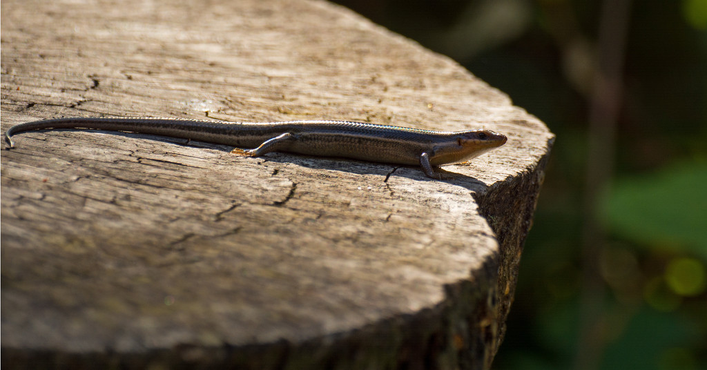 Skink on the Tree Stump! by rickster549