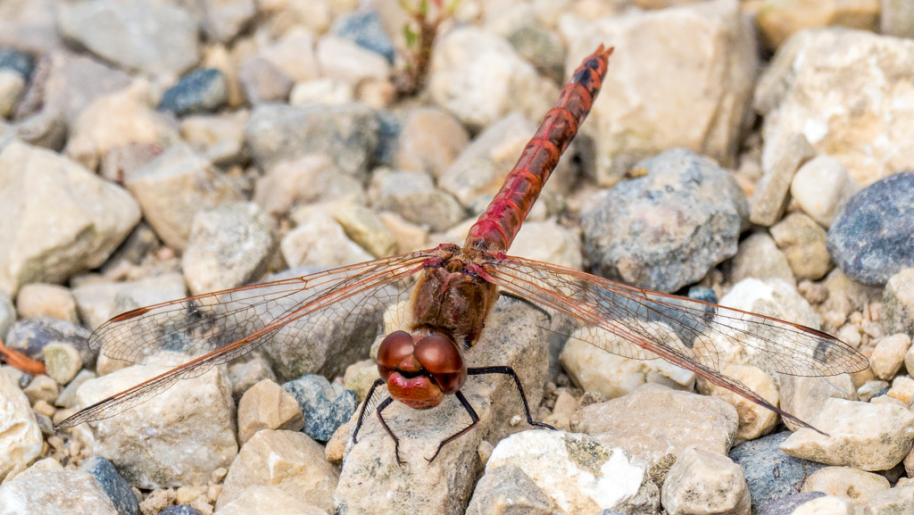 Red Dragonfly  by rminer