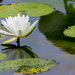 Water Lily by rminer