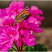 Small Tortoiseshell Butterfly by carolmw
