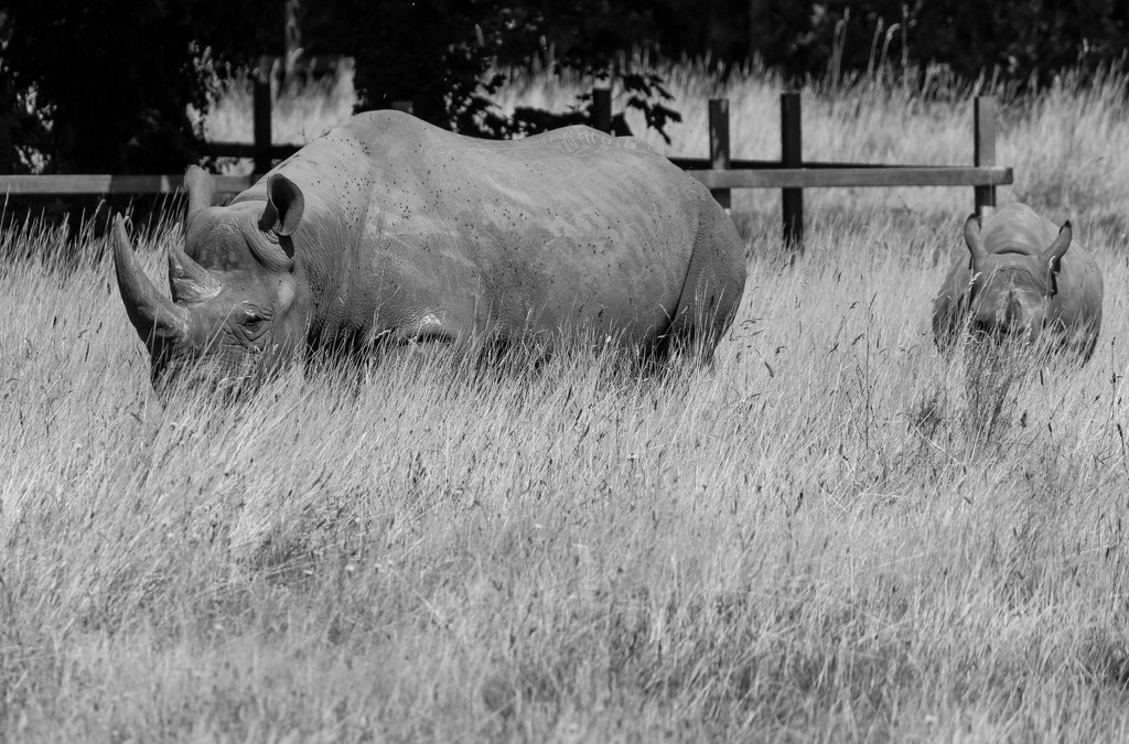 Black rhino by peadar