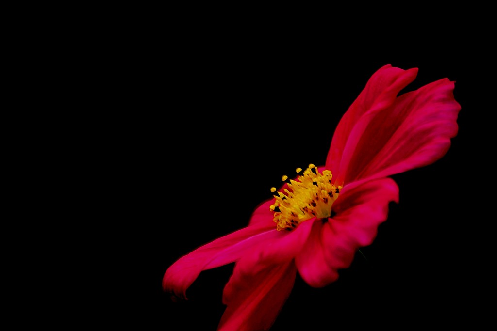 Cosmos red..... by ziggy77