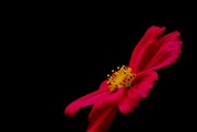 25th Aug 2017 - Cosmos red.....