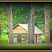 Little Cabin Among Big Trees by vernabeth