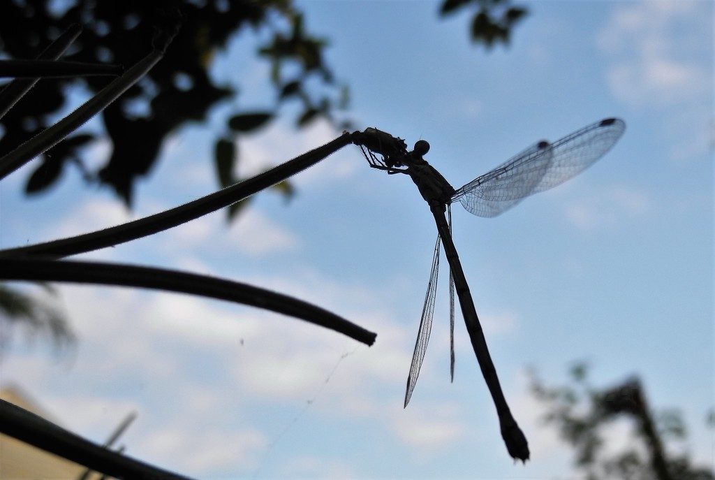 DSCN3180 dragonfly in the evening by marijbar