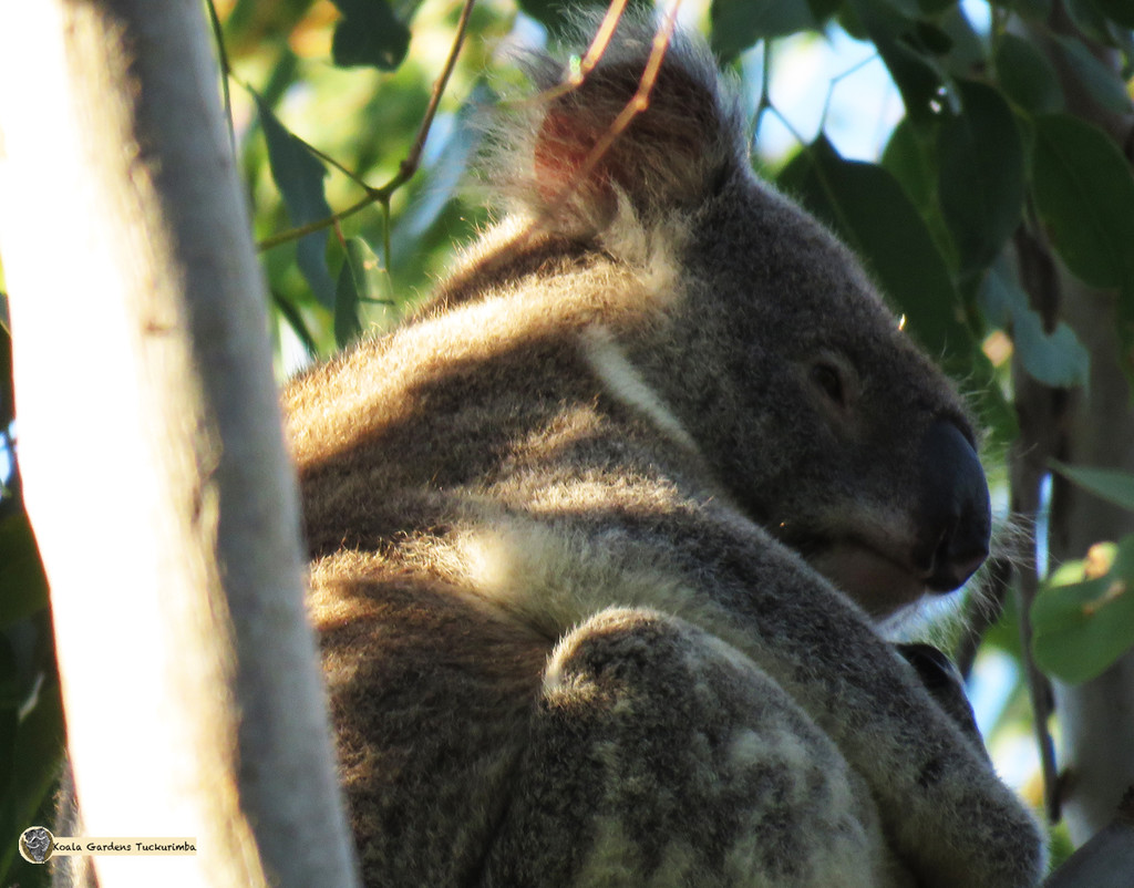 morning sun by koalagardens