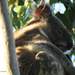 morning sun by koalagardens