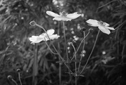 20th Aug 2017 - Japanese anemones and bamboo
