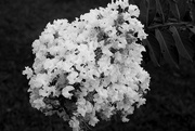 24th Aug 2017 - BW Crepe Myrtle