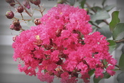 25th Aug 2017 - Pink Crepe Myrtle