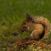 Mr Squirrel Having a Snack! by rickster549
