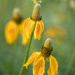coneflowers by aecasey