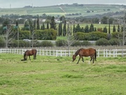26th Aug 2017 - Peacefully grazing at Avontuur.....