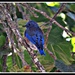 Western Bluebird by soylentgreenpics