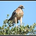 Stilted Hawk... by soylentgreenpics