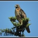 Tree Top Hawk by soylentgreenpics