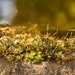 Mossy Edge by nickspicsnz