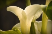 24th Aug 2017 - Arum Lilly