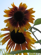 22nd Aug 2017 - Sunflowers
