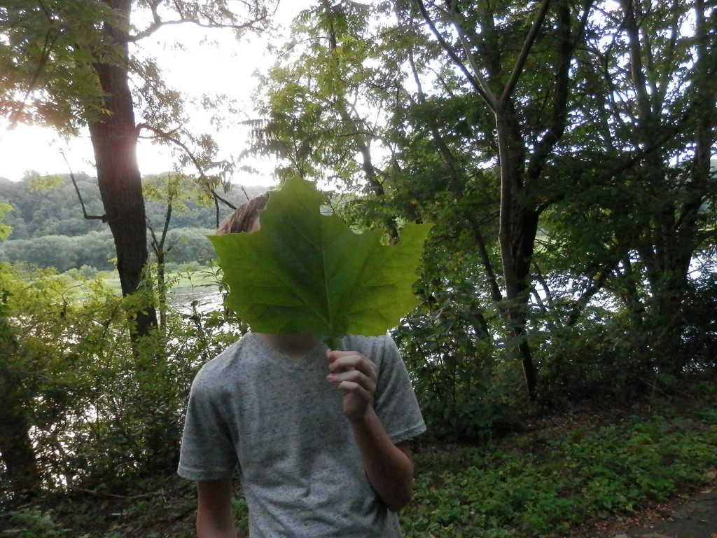 Big Leaf by julie