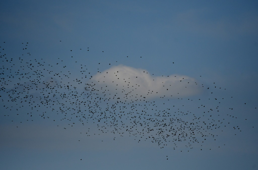 Bird Herd by kareenking